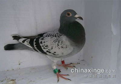 �������＾500������ƽվǰʮ����Ƭ