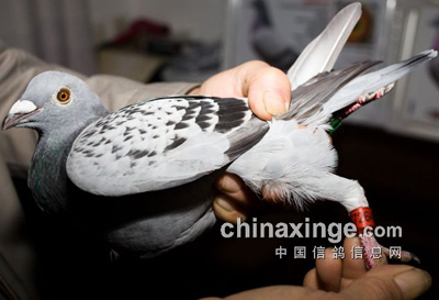 ������·��Ӣ���ھ����(ͼ)