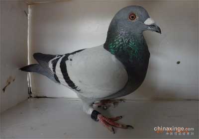 ������̨3000Ԫ�رȵڶ���ǰʮ�����(ͼ)