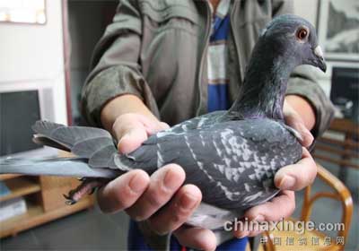 ���������رȸ�۲��ּ�(ͼ)