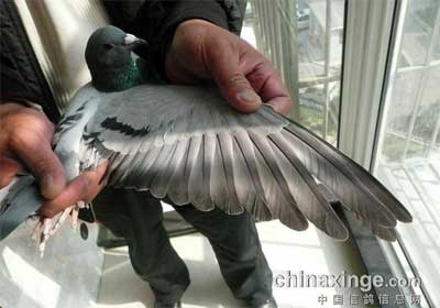 �������������رȻ�ǰʮ������(ͼ)