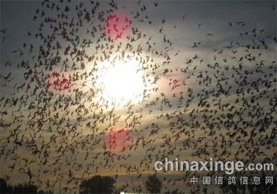 ������ʢ����500�������ʵ��(ͼ)