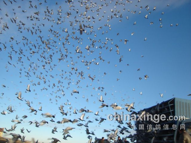 �����������ɽ����� ����ȡ���ɼ�