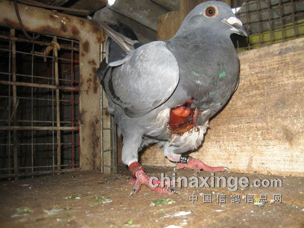 ����и�(ͼ)