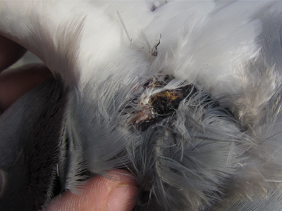 �ر���ǹ��