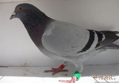 ������̨�＾500Ԫ�رȻ�ǰʮ����Ƭ