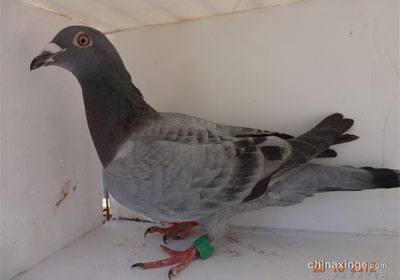 ������̨200Ԫ�رȻ�ǰʮ��(ͼ)