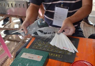 �㶫��ͨ��������ɼ���¯(ͼ)