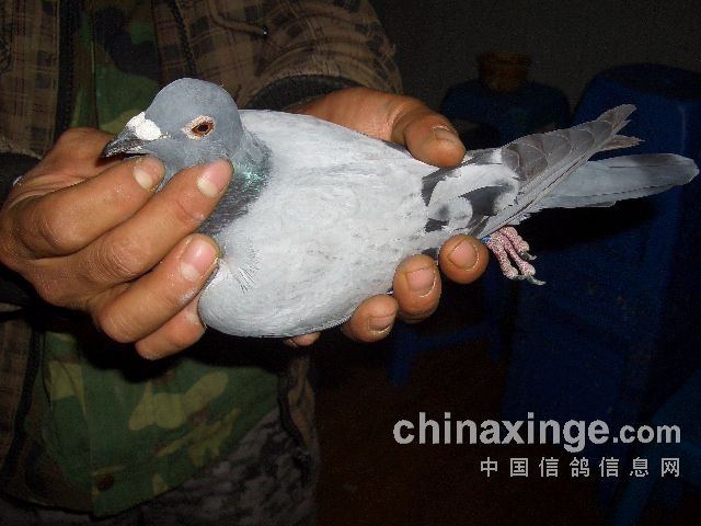 ���Ǿ�ҹĻ�й鳲 ����ȡ������(ͼ)