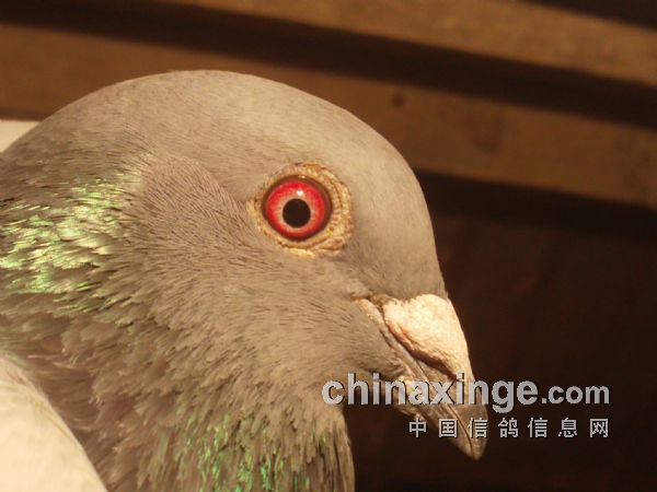 ������ؼ� ��������(ͼ)