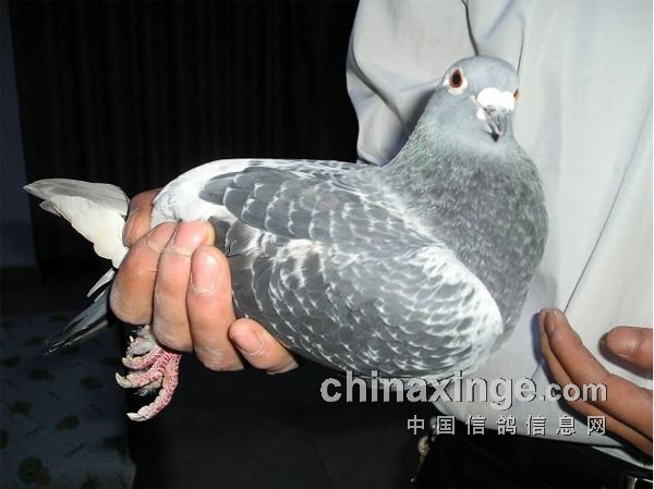 �����ڶ���ץ����һ��ͨ��(ͼ)