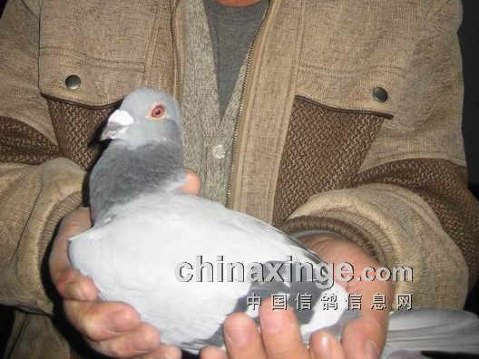 ��������Ұվ�ھ����(ͼ)