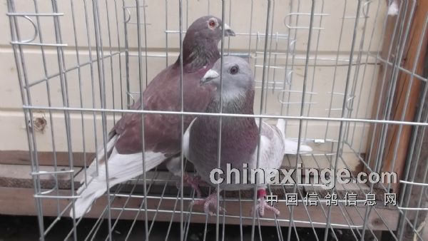 �������--�����(ͼ)