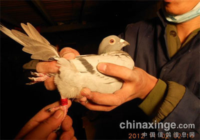 ����׿Խ�ǹ���������5353��(ͼ)