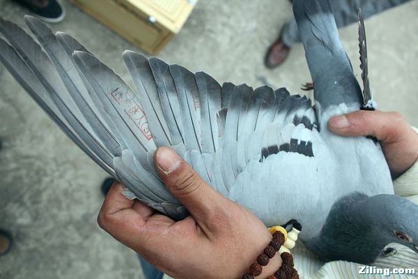 ������Э500���������ͼ��