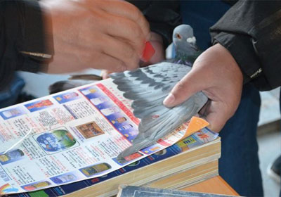 ���������ҹ�������6�շŷ�(ͼ)