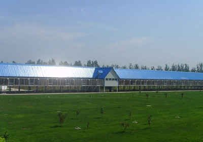 �����𶥳���300����Ԥ���鳲�ɼ�