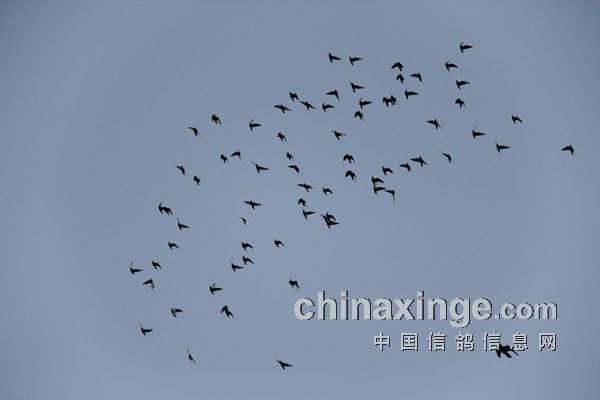 Ҷ�� �����