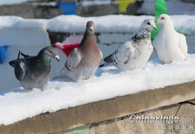 2012��ĵ�һ��ѩ(ͼ)