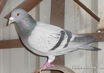 ���վ�����Ӣ���޽�5�� �ھ����ٹ鳲(ͼ)