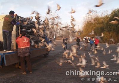 ����Ÿ���ֲ�����ϵ�б���(��)