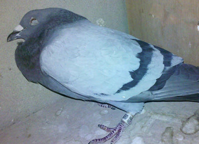 ս��ɳ��(ͼ)