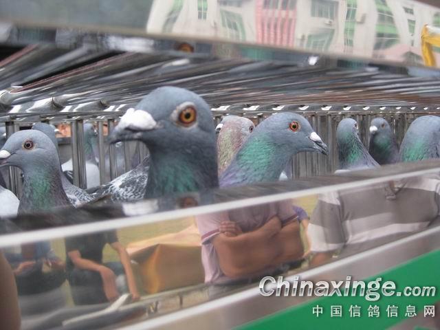 ������ƽ500���������ʵ(ͼ)