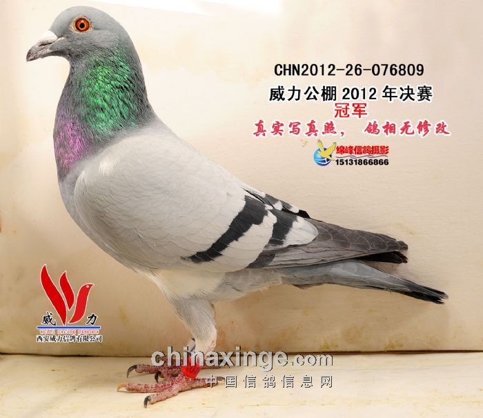 ������������񽱸�����ԭ��(ͼ)