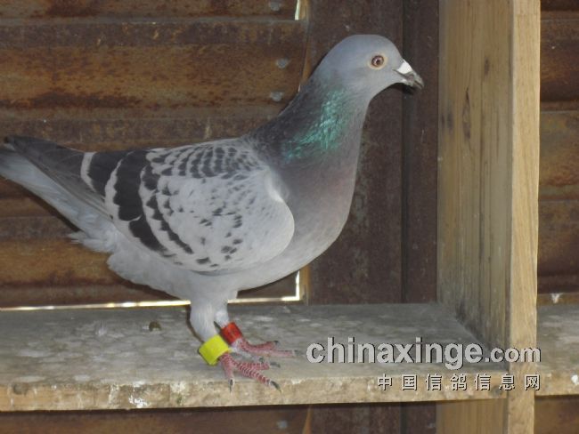 ר�ã��Ϻ��ֶ������رȹھ����һ�(ͼ)