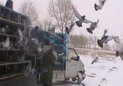 ɽ�����ҹ�������ѩ�طŷ� ���ҵ�����鳲