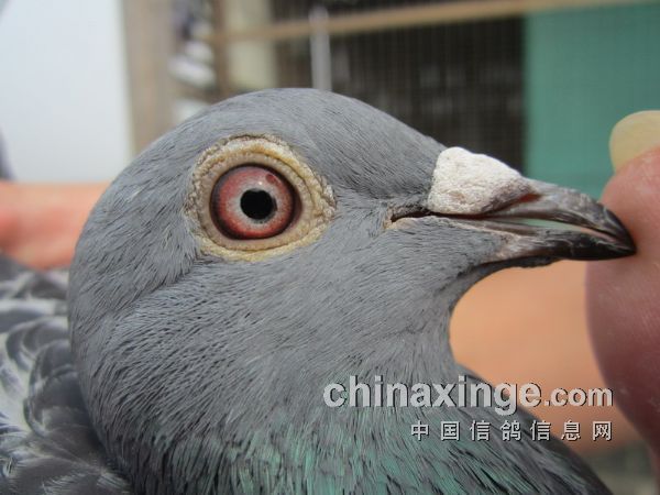 �������ݶ���500�����������ǰʮ��(ͼ)