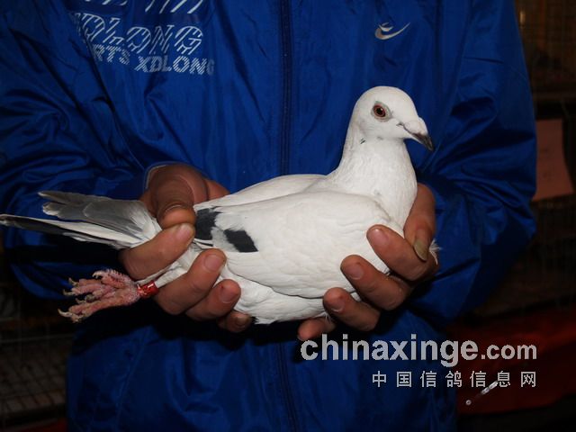 �����ٸ�԰������ʢ��(ͼ)