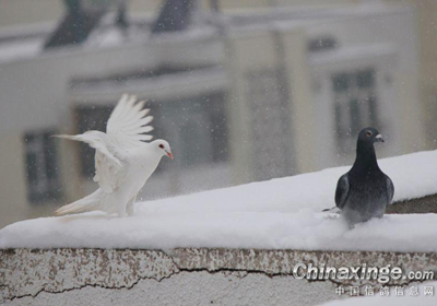 ѩ���Ǻ�����(ͼ)