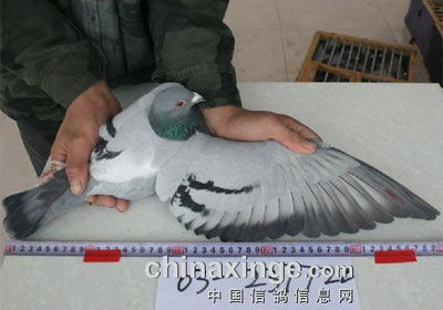 �ȷ������������ǰʮ��ͼ�ı���