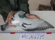 �ȷ������������ǰʮ��ͼ�ı���