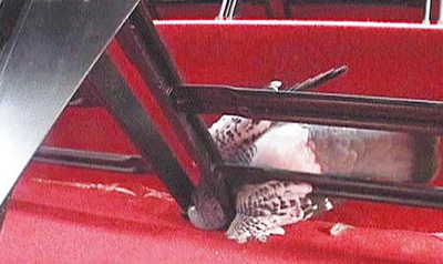 ����ʺ�ҵ����� ǹɱ����(ͼ)