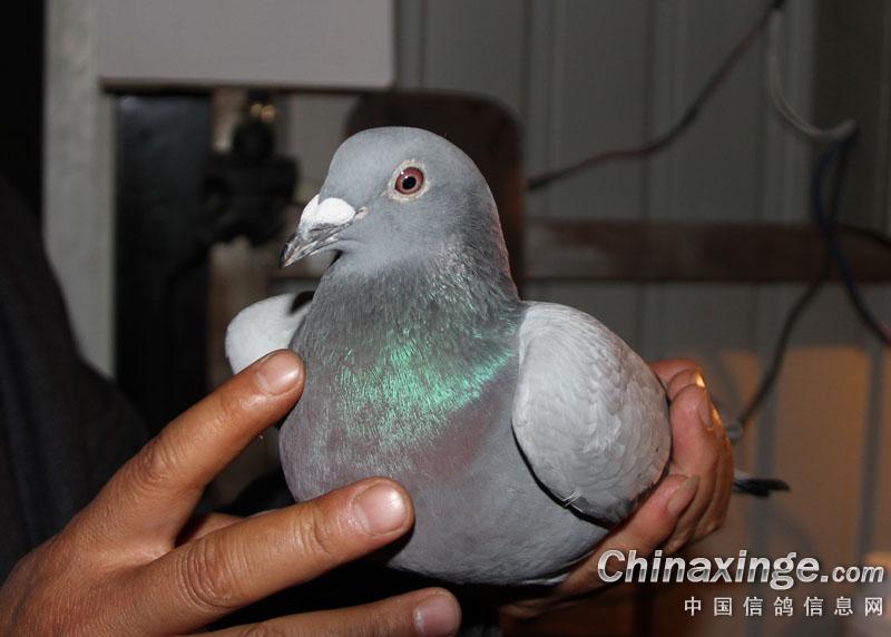 ���Ͷ����ҹ��(ͼ)