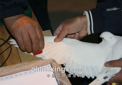 �ɶ����¹����＾��������鳲(ͼ)