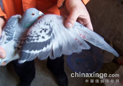 �ھ�����50���ӳ��ٹ鳲 �ɼ���ȡ��(ͼ)