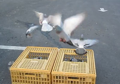 �����ʵ�����������ۺ�ʮ����¯