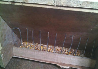 95�������Զ�ιʳ��(ͼ)