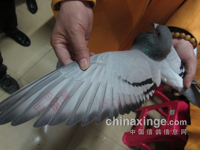 �人��ɳǧԪ�������(ͼ)