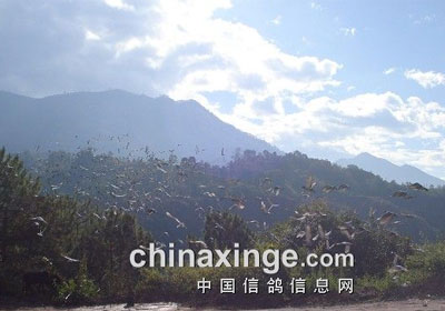 �������Ʒ��蹫����������ʵ��(ͼ)