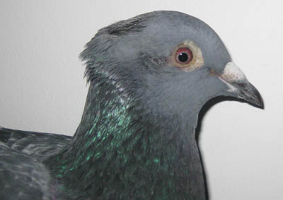 ĸ����˽ �����Ի���(ͼ)