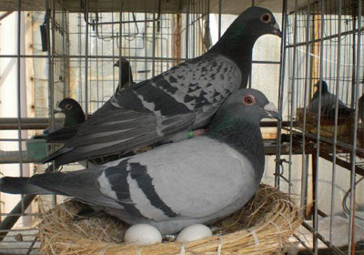 �ӷ������ָ�״̬