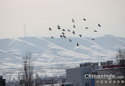 ��ɽ��ëѩ(ͼ)