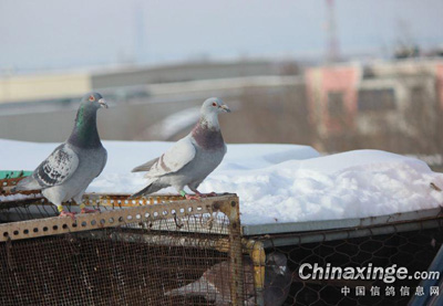 ����15�Ⱥ�����(ͼ)