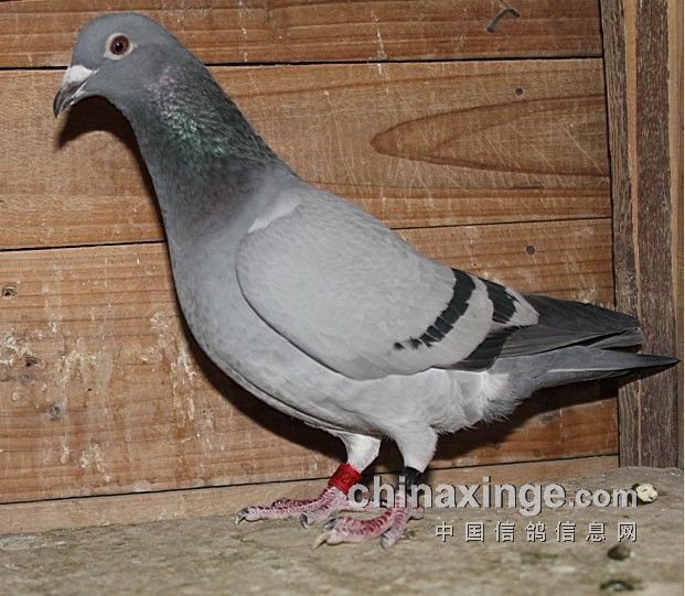 �ڷܳ��ɼ���ר���Ϻ��ر�B��4������(ͼ)