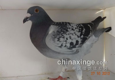 ���̨ǧԪ˫���رȵ�����ϲ