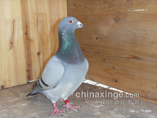 �Ϻ����׸��رȻ�A��4�����(ͼ)